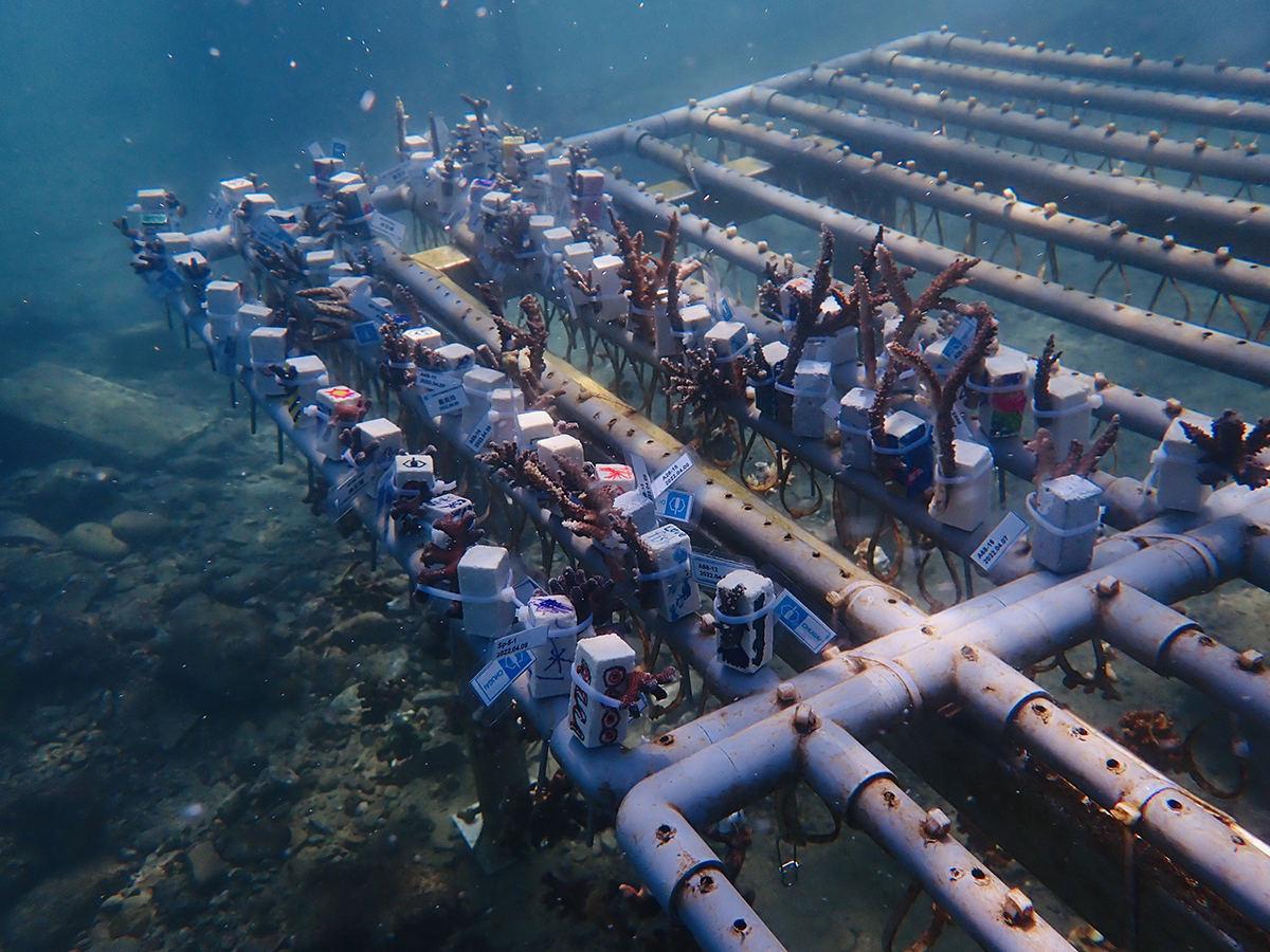 Chugai Pharma Taiwan protects the marine: Coral Planting Family Day