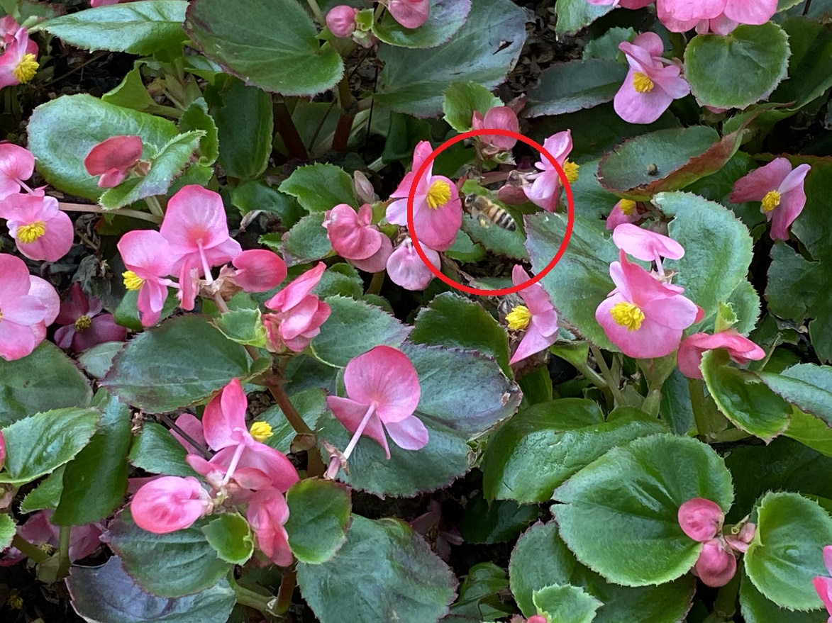 The beautiful flowers attracted the bees.